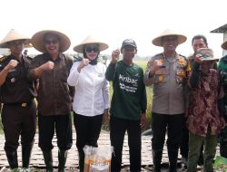 Pemkab Sidoarjo Ikuti Panen Raya Padi Serentak bersama Presiden di Desa Kemuning, Tarik