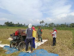 Babinsa Kodim 0822 Kawal Penyerapan Gabah Petani oleh Bulog di Bondowoso