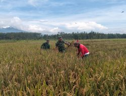 Bersama Rakyat Babinsa 0822 Wujudkan Hanpangan Dengan Turun ke Sawah