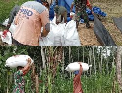 Panen Padi Capai 3 Ton, Babinsa 0822 dan Bulog Sinergi Dukung Ketahanan Pangan Di Kab Bondowoso