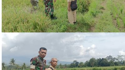 Babinsa dan PPL Pastikan Panen Padi Siap diserap BULOG