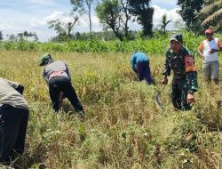 Babinsa Turun Sawah Wujud Nyata Sinergi TNI dan Petani di Bondowoso