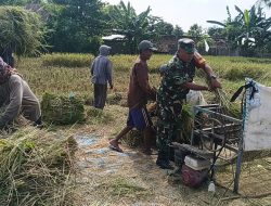 TNI Turun ke Sawah, Babinsa Operasikan Mesin Perontok Gabah di Tengah Panen Raya