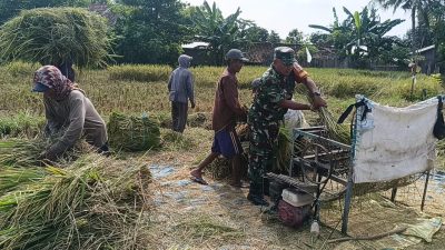 TNI Turun ke Sawah, Babinsa Operasikan Mesin Perontok Gabah di Tengah Panen Raya