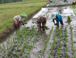 Semangat Petani Menanam Padi Bersama Babinsa