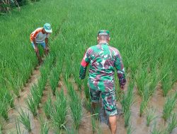 Panen Lebih Cepat Jadi Target! Babinsa Dampingi Petani di Dabasah
