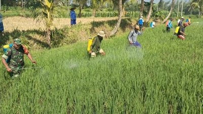 Dekat dengan Rakyat, Babinsa Koramil 0822/08 Grujugan Bantu Petani Atasi Hama