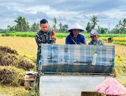 Di Bawah Terik Matahari, Babinsa Botolinggo Bantu Petani Panen Padi di Sawah