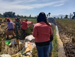 Babinsa Tembus Sawah Demi Ketahanan Pangan