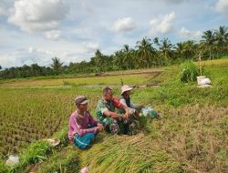 Babinsa Curahdami Kab Bondowoso Aktif Dengarkan Aspirasi Petani Demi Ketahanan Pangan