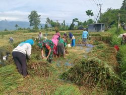 Tak Kenal Libur, Babinsa Tegal Ampel Kawal Sergap Gabah di Karang Anyar Kab Bondowoso