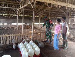 Babinsa Dampingi Peternak Bebek, Ungkap Rahasia Sukses di Desa Kejawan