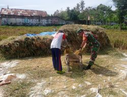 Babinsa Kodim 0822 Dampingi Panen Padi, Petani Mengok Raih Hasil Memuaskan