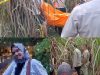 GEGER MAYAT WANITA HAMIL DI KEBUN TEBU DESA SRI BANDUNG : IDENTITAS TERUNGKAP, POLISI SELIDIKI