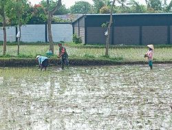 Babinsa Koramil 0822/08 Grujugan Jadi Garda Depan Pertanian