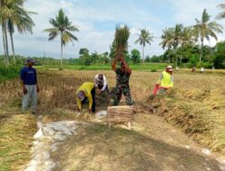 Babinsa Dampingi Panen Padi Inpari 32 di Grujugan, Hasil Melimpah Bikin Petani Sumringah