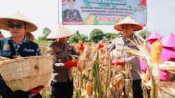 Gelorakan Swasembada Pangan Kapolres Jember Ikut Panen Raya dan Tanam Jagung di Lojejer