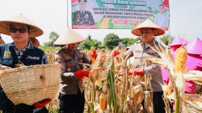 Gelorakan Swasembada Pangan Kapolres Jember Ikut Panen Raya dan Tanam Jagung di Lojejer