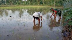 Babinsa Dampingi Perawatan Padi Inpari, Petani RT 08 Akui Hasil Tanam Lebih Optimal