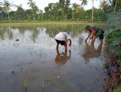 Babinsa Dampingi Perawatan Padi Inpari, Petani RT 08 Akui Hasil Tanam Lebih Optimal