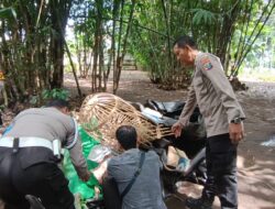 Tegas Berantas Perjudian Polisi Bongkar Lima Arena Sabung Ayam di Jember