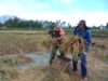 Babinsa di Bondowoso Buktikan TNI Siaga di Sawah, Bantu Panen Hingga Tuntas
