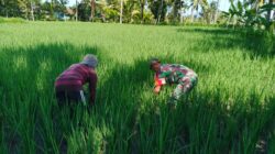 Babinsa Pecalongan Turun Sawah! Perawatan Padi Inpari 32 Disorot Warga