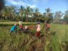 Babinsa Sukosari Lor Kab Bondowoso Aktif Dampingi Petani Bajak Sawah di Musim Tanam