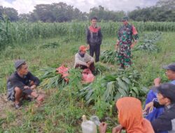 Serda Didit Dampingi Petani Jagung di Kejawan, Bondowoso