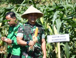 DANDIM 0822 HADIRI PANEN RAYA JAGUNG SERENTAK KOMITMEN KABUPATEN BONDOWOSO WUJUDKAN KETAHANAN PANGAN NASIONAL
