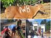 IWB Laksanakan Qurban Kedua di Masjid Al-Mukhlisin
