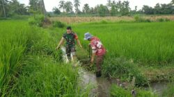 Babinsa Turun Tangan,Saluran Irigasi Desa Gayam Dibersihkan Demi Panen Melimpah