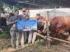 Perumda Air Minum Surya Sembada Salurkan 14 Sapi Kurban pada Idul Adha 1446 H, Wujud Kepedulian dan Komitmen Layanan untuk Kota Surabaya