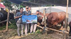Perumda Air Minum Surya Sembada Salurkan 14 Sapi Kurban pada Idul Adha 1446 H, Wujud Kepedulian dan Komitmen Layanan untuk Kota Surabaya