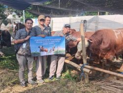 Perumda Air Minum Surya Sembada Salurkan 14 Sapi Kurban pada Idul Adha 1446 H, Wujud Kepedulian dan Komitmen Layanan untuk Kota Surabaya