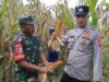 Panen Jagung di Tenggarang,Babinsa Sertu Lugito Turun Langsung Dampingi Petani, Hasilkan Bukti Nyata Program Hanpangan