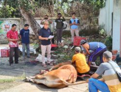 SAMBUT IEDUL ADHA 1446 H / 2025 M, PERUM PERHUTANI KPH BONDOWOSO BAGIKAN DAGING QURBAN UNTUK FAQIR MISKIN