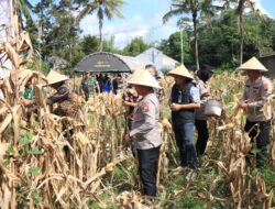 Polres Malang Panen Raya Jagung Dukung Ketahanan Pangan Nasional