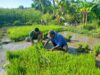 Babinsa Serda Deny Turun ke Sawah! Bantu Petani Pindahkan Bibit Padi di Lumutan