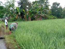 Babinsa Dabasah sertu kusnoto Kawal Ketat LTT Padi Inpari 32, Bukti Nyata TNI Dukung Ketahanan Pangan Bondowoso