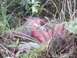 Mayat Membusuk Ditemukan di Rimbo Panjang, Kapolsek Belum Bersuara
