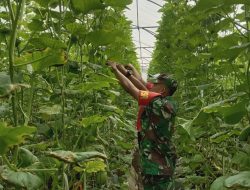 Babinsa Curahdami Bantu Petani Melon, Hasil Panen Diprediksi Meningkat Tajam