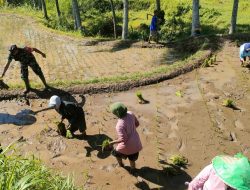 Serda Didit Tanam Padi Bareng Petani di Kejawan, Babinsa Grujugan Aktif Dukung Hanpangan Meski Hari Minggu