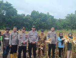 Sinergitas Polri dan Polsek Tanjung Batu dalam Mendukung Panen Raya Jagung di Desa Lubuk Bandung