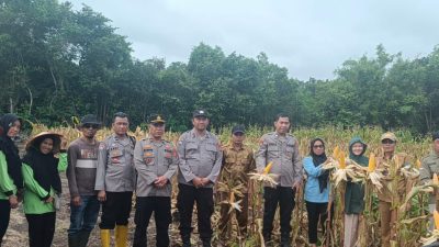 Sinergitas Polri dan Polsek Tanjung Batu dalam Mendukung Panen Raya Jagung di Desa Lubuk Bandung
