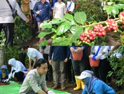 Panen Raya Kopi Ijen, Wapres Dukung Peningkatan Produktivitas, Hilirisasi dan Branding Kopi Indonesia