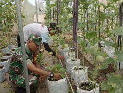 Babinsa 0822 Dampingi Petani Melon, Siapkan Panen Menuju Pasar Lokal