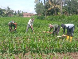 Aksi Nyata Babinsa di Tengah Sawah: Gotong Royong Bersihkan Gulma, Demi Jagung Petani Tumbuh Subur