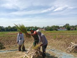 TURUN SAWAH BERSAMA PETANI! BABINSA GRUJUGAN DAMPINGI PANEN PADI DI DESA GRUJUGAN KIDUL