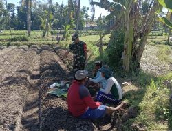 Babinsa Desa Petung Gelar Komsos Bersama Petani, Bahas Persiapan Tanam Cabai